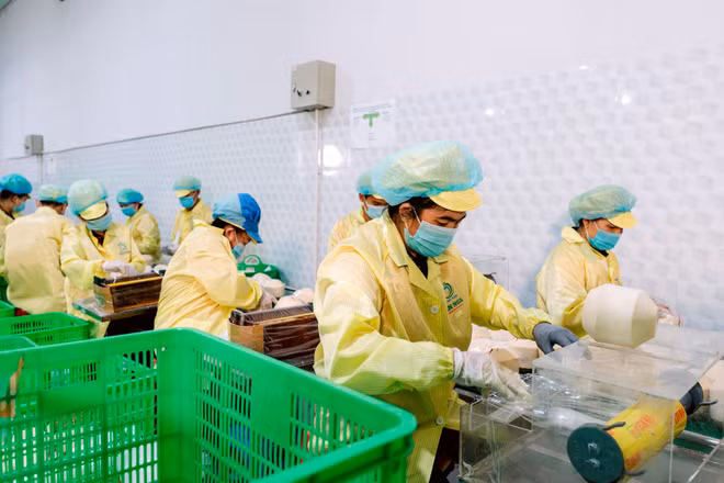 Đóng gói dừa xuất khẩu tại doanh nghiệp trên địa bàn tỉnh Vĩnh Long. (Ảnh: MINH ANH)