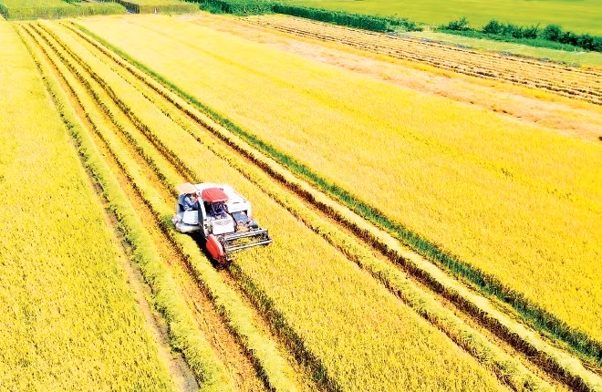Chi phí thu hoạch lúa tăng, lợi nhuận của nông dân giảm.