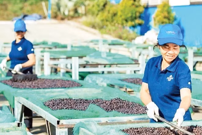 Tại khu chế biến của Công ty trách nhiệm hữu hạn Vĩnh Hiệp, từng khay cà-phê được đảo đều để bảo đảm chất lượng, phục vụ nhu cầu xuất khẩu.