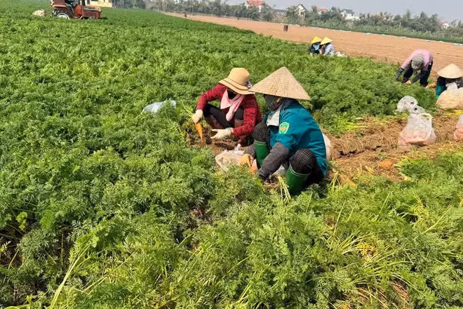 Thu hoạch cà-rốt muộn tại xã Cao Ðức, thành phố Bắc Ninh. (Ảnh minh họa, nguồn : AN TRÂN)