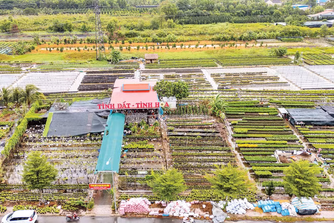 Tổ hợp tác và cung ứng hoa kiểng Tân An của anh Đặng Văn Giàu. (Ảnh: MỸ HÀ)
