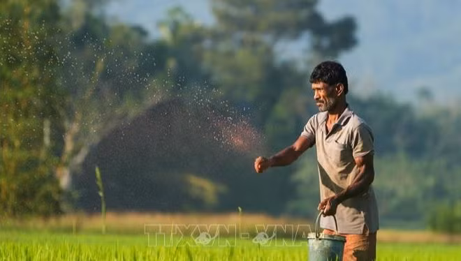 Nông dân bón phân trên cánh đồng lúa tại Eheliyagoda, Sri Lanka. (Ảnh: THX/TTXVN) 