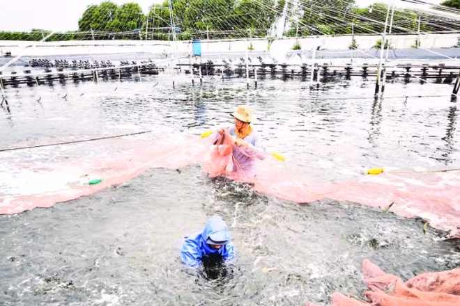 Người dân ứng dụng khoa học kỹ thuật trong nuôi tôm thẻ chân trắng mang lại hiệu quả kinh tế cao.