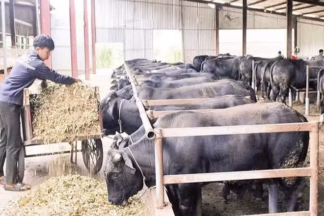 Mô hình nuôi bò lai 3B tại xã Chiềng Mai, tỉnh Sơn La đang mở ra hướng sản xuất mới. 
