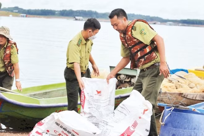 Lực lượng chức năng phường Trị An và Khu Bảo tồn thiên nhiên văn hóa Đồng Nai hỗ trợ người dân thu gom số cá chết đưa vào bờ. (Ảnh: THIÊN VƯƠNG)