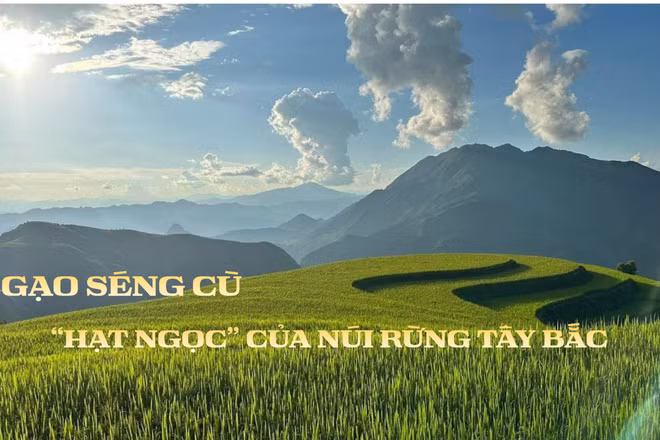 “Mùa vàng” Mường Than và câu chuyện OCOP của hạt gạo Séng Cù