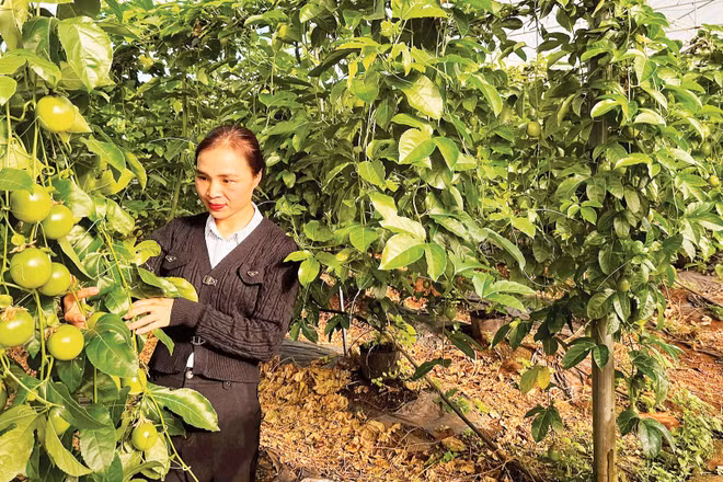 Chăm sóc vườn chanh leo ứng dụng công nghệ cao tại xã KDang, tỉnh Gia Lai.
