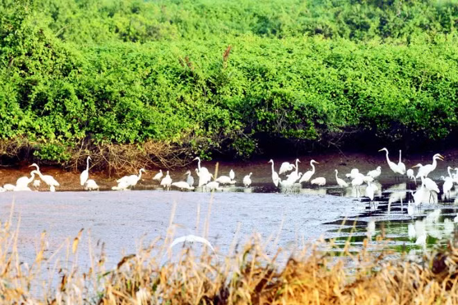Tuyến đường di cư của chim nước quốc tế thuộc hành lang bay Đông Á-Úc châu. (Ảnh: VŨ ĐẠT)