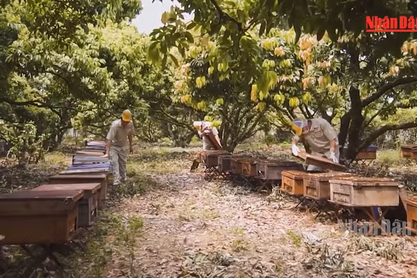 [Video] 2.354 quy trình công nghệ thúc đẩy phát triển nông thôn, miền núi