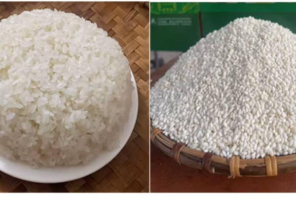 Gạo nếp Gà Gáy Mỹ Lung từ lâu đã được người tiêu dùng biết đến nhờ chất lượng đặc thù nổi bật. (Ảnh: Trung tâm Thẩm định Chỉ dẫn địa lý và Nhãn hiệu quốc tế)