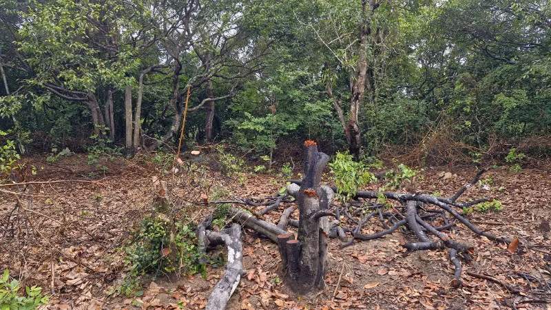 Một góc khu rừng tự nhiên bị chặt phá ở Côn Đảo. 