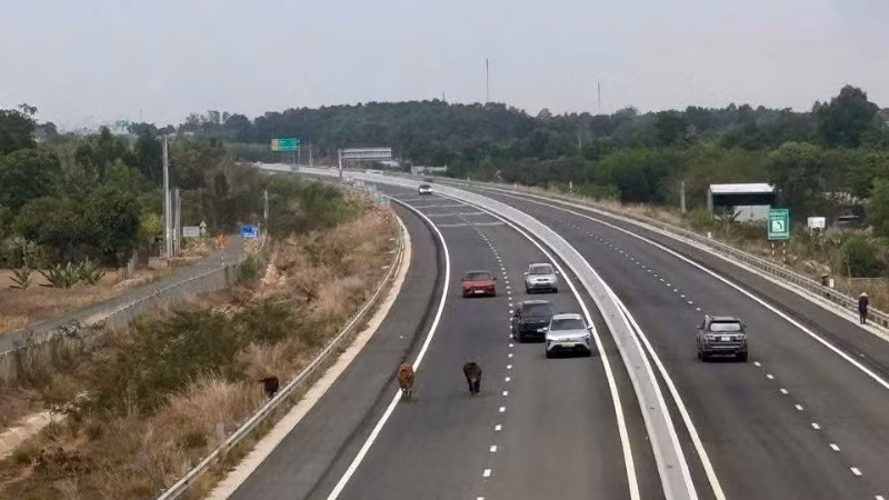 Bò thả rông trên cao tốc Biên Hòa-Vũng Tàu, đoạn qua xã Châu Pha, Thành phố Hồ Chí Minh.