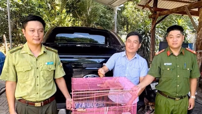 Con culi do người dân xã Hồ Tràm giao nộp. (Ảnh: Công an xã Hồ Tràm)