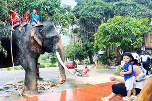 Các em nhỏ dùng vòi tắm nước lá thuốc cho voi Y Khămsen tại nhà anh Y Vinh. Ảnh: Y VINH