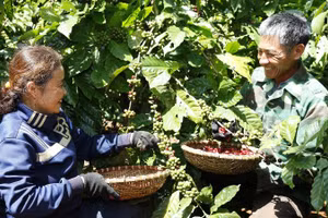 Nông nghiệp tái sinh mở hướng phát triển bền vững cho ngành cà-phê Việt Nam.