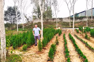 Anh Hoàng Ngọc Vũ bên vườn ươm hoàng đàn Hữu Liên.