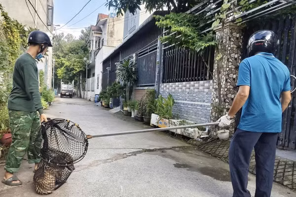 Bắt chó thả rông tại phường Đông Hòa, Thành phố Hồ Chí Minh. (Ảnh: LÊ ĐÌNH THÌN)