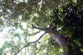Ảnh minh họa: Rừng Lòi Chùa ở thôn Đồng Thành (xã Nam Trạch, huyện Bố Trạch, tỉnh Quảng Bình) là khu rừng nguyên sinh với nhiều cây cổ thụ quý. (Ảnh: Tá Chuyên - TTXVN)