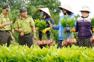 Cán bộ Chi cục Kiểm lâm tỉnh Phú Yên hướng dẫn người dân kiểm tra chất lượng cây giống trước khi trồng rừng. (Ảnh: Xuân Triệu - TTXVN)