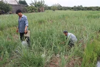 Ảnh minh họa: Nông dân tỉnh Tiền Giang (cũ) chăm sóc vườn sả. (Ảnh: Minh Trí - TTXVN)
