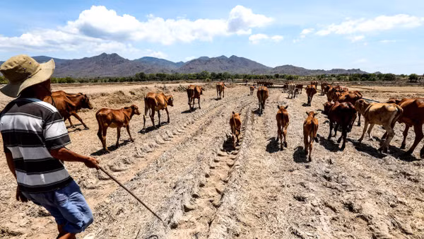 Hạn hán kỷ lục cấp 4 tại Ninh Thuận (cũ) do chịu ảnh hưởng của đợt El Nino hồi năm 2020. Ảnh: Thành Đạt