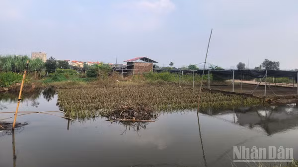 Nước rút, những ruộng hoa màu của nông dân Tây Tựu (Hà Nội) gần như không thể cứu vãn, chỉ có thể nhổ bỏ chờ cải tạo đất sản xuất vụ hoa màu mới.