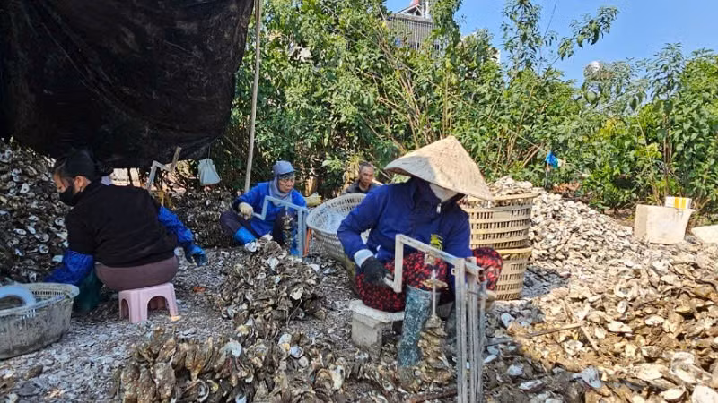 Cơ sở chế biến hàu ở thôn Phúc Tiến, xã Đầm Hà luôn có khoảng 30 lao động với mức thu nhập 200.000 đồng/người/ngày.