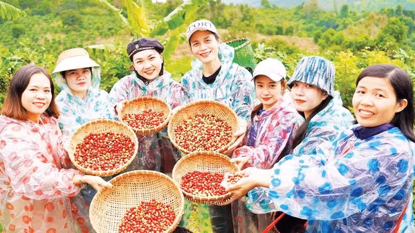 Phát triển mô hình cà-phê du lịch giúp lan tỏa thương hiệu cà-phê Khe Sanh.