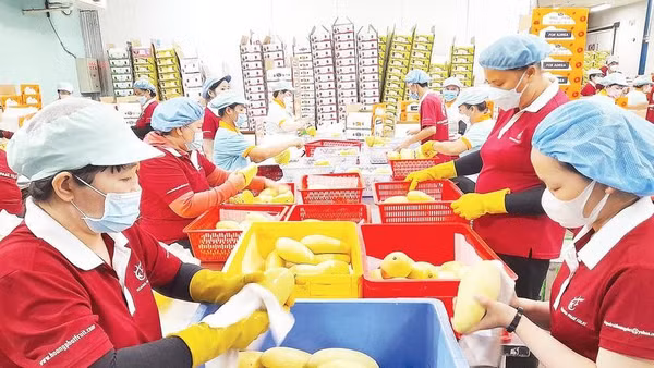 Xuất khẩu nông sản của tỉnh Tây Ninh đang chuyển biến tích cực trong 9 tháng của năm 2026.