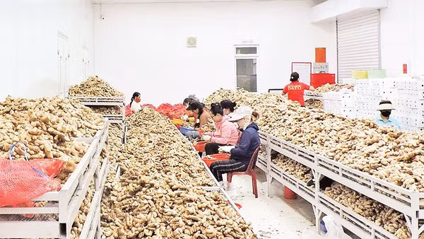 Công ty trách nhiệm hữu hạn Thảo dược Tây Nguyên (Dato) thu mua và chế biến gừng sẻ theo quy trình sản xuất tiên tiến, bảo đảm chất lượng nông sản.