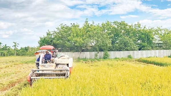Người dân xã Hát Môn đang khẩn trương thu hoạch lúa mùa để gieo trồng vụ đông.