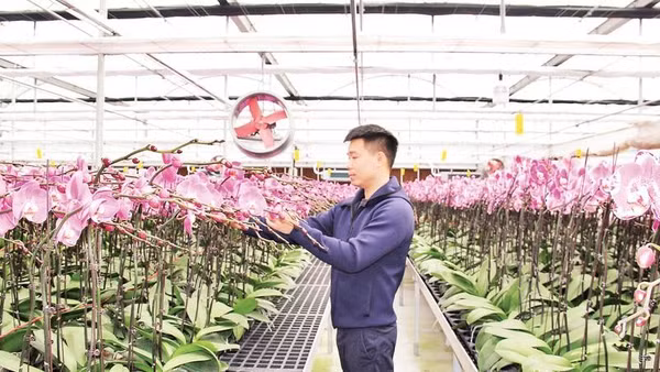 Nông dân tỉnh Hưng Yên ứng dụng công nghệ số sản xuất hoa lan.