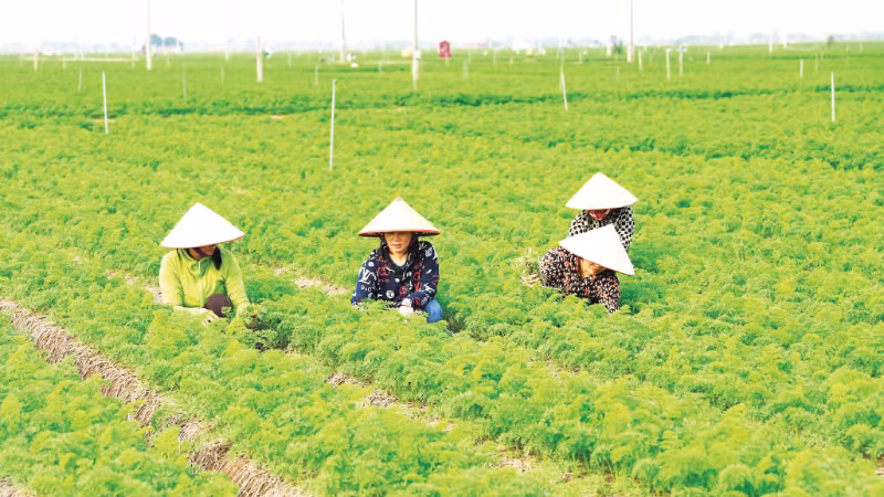 Mô hình trồng rau công nghệ cao của Hợp tác xã Rau quả sạch Chúc Sơn.