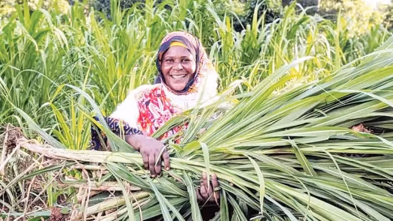 Nông dân thu hoạch vụ mùa ở Tanzania. (Ảnh: TÂN HOA XÃ)