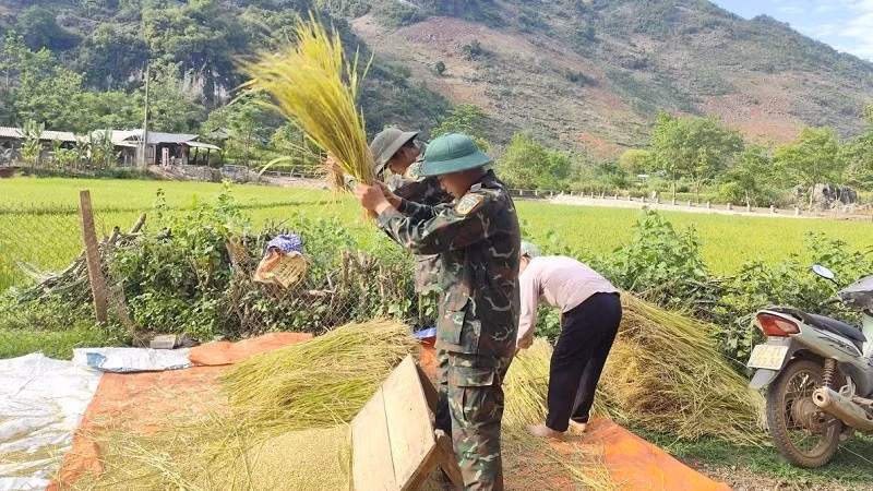 Chiến sĩ Trung đoàn 82 giúp các gia đình ở bản Nậm Mu, xã Pú Nhung đập lúa ngay tại ruộng. 