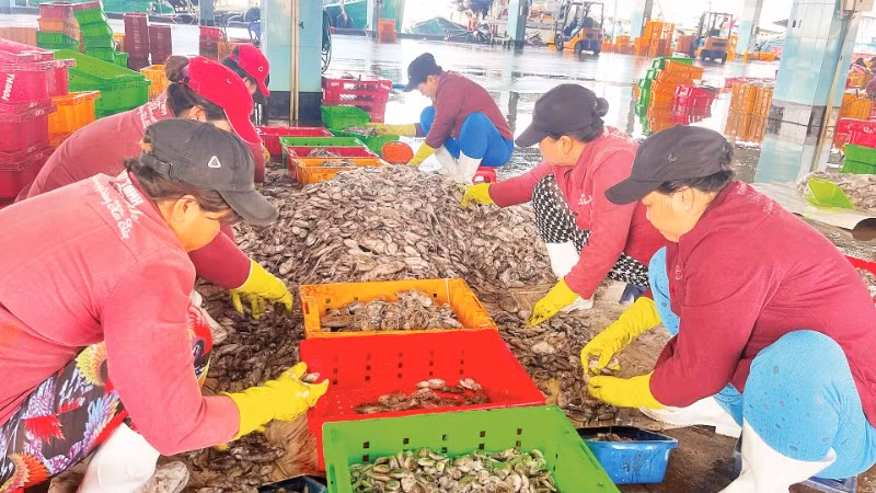 Phân loại thủy hải sản ở cảng cá Phan Thiết, tỉnh Lâm Đồng. (Ảnh THANH HẢI)
