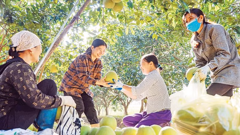 Cây bưởi góp phần tạo nguồn thu nhập ổn định cho nhiều hộ gia đình ở xã Vĩnh Phú, tỉnh Phú Thọ. (Ảnh PHÙNG HẢI)