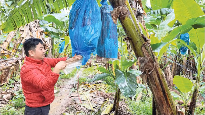 Chăm sóc vườn chuối tại vùng trồng của Công ty cổ phần nông nghiệp An Thịnh Khang Farm. (Ảnh MINH ANH)