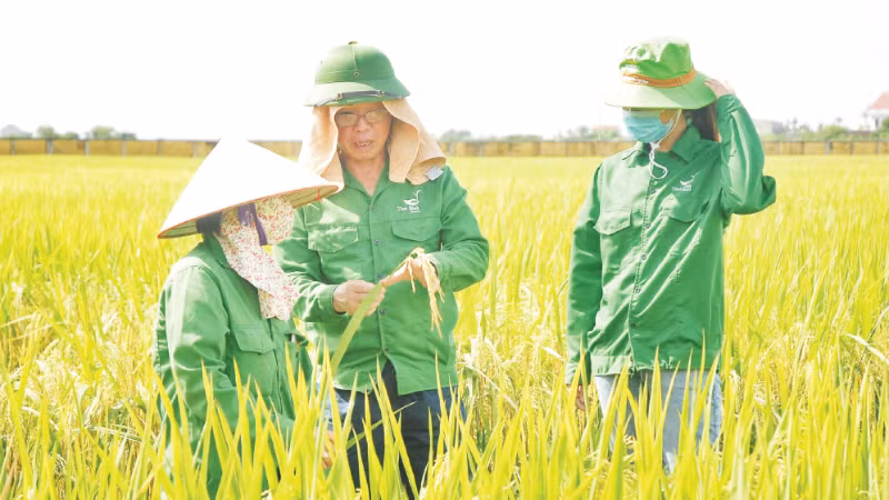 Anh hùng Lao động Trần Mạnh Báo, Chủ tịch Hội đồng quản trị Tập đoàn ThaiBinh Seed (đứng giữa) thăm giống lúa mới do ông nghiên cứu, phát triển. (Ảnh: HOÀNG LINH)