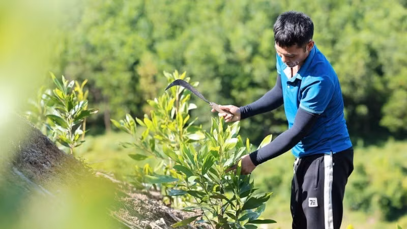 Mô hình trồng rừng keo ở Thanh Hóa giúp hấp thụ khí CO2, góp phần giảm phát thải khí nhà kính. (Ảnh: TTXVN)