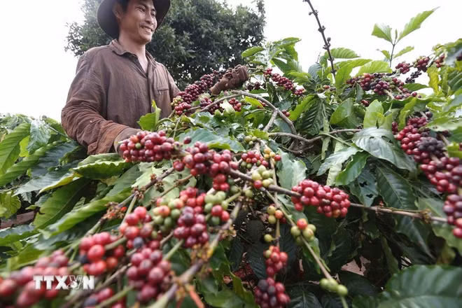 Thu hoạch cà-phê của Công ty Cà-phê 706 (Tổng Công ty Cà-phê Việt Nam) ở Ia Grai (Gia Lai). (Ảnh: Vũ Sinh/TTXVN)
