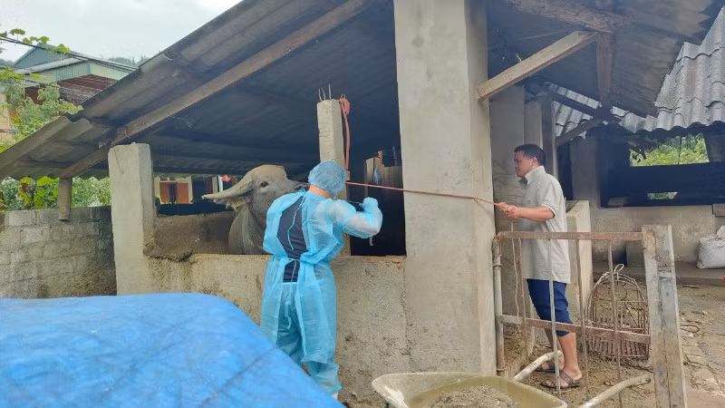 Cơ quan chuyên môn lấy mẫu xét nghiệm dịch lở mồm long móng tại xã Bắc Hà.