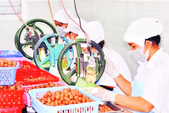 Công đoạn đóng gói sản phẩm mắc-ca tại một doanh nghiệp ở Lâm Đồng.