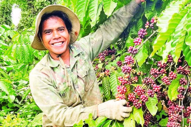 Việt Nam đứng đầu thế giới về xuất khẩu cà-phê Robusta toàn cầu.