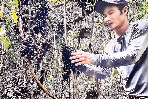 Nguyễn Văn Tèo Em leo cây hái nho rừng (Ảnh CTV)