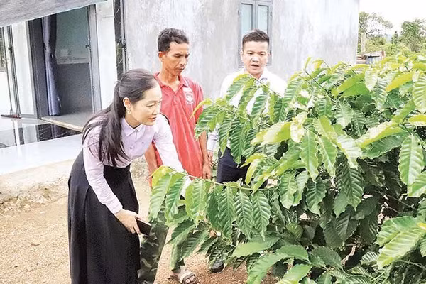 Lãnh đạo xã Ea M'droh hướng dẫn người dân kỹ thuật chăm sóc vườn cà-phê (Ảnh CÔNG LÝ)