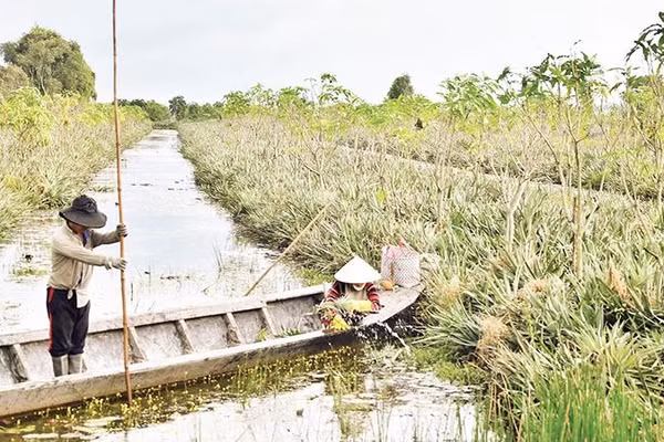 Một diện tích khóm được người dân xen canh trồng xoài dày đặc trong vùng dự án đã quy hoạch Khu công nghiệp Tân Phước 2.
