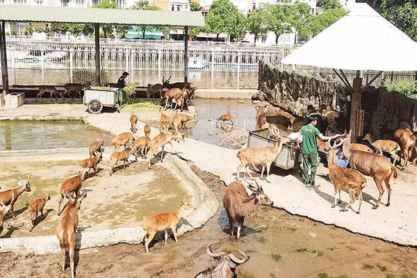 Nhân viên Thảo cầm viên Sài Gòn cho hươu vàng, linh dương ăn (Ảnh MẠNH HẢO)