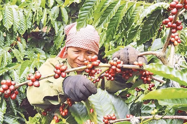 Từ chính sách đặc thù hỗ trợ lãi vay, nhiều hộ đồng bào dân tộc thiểu số Lâm Đồng đã mạnh dạn phát triển sản xuất, vươn lên thoát nghèo.