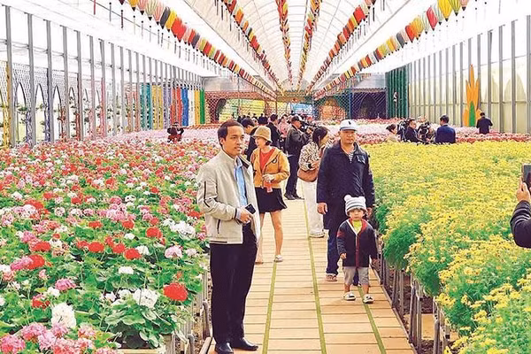 Nhiều doanh nghiệp, điểm du lịch tại Đà Lạt thiết kế không gian hoa hưởng ứng Festival Hoa và tạo cảnh quan phục vụ du khách.